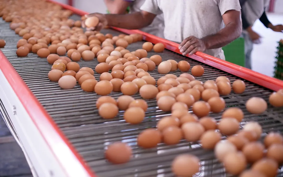 En Día Mundial del Huevo se celebra récord histórico de consumo y producción de ese alimento en el país