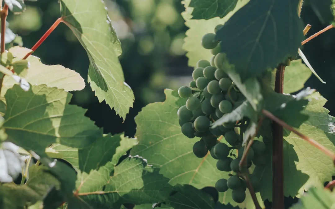 Córdoba y sus vinos: Un viaje 360° para paladares exigentes