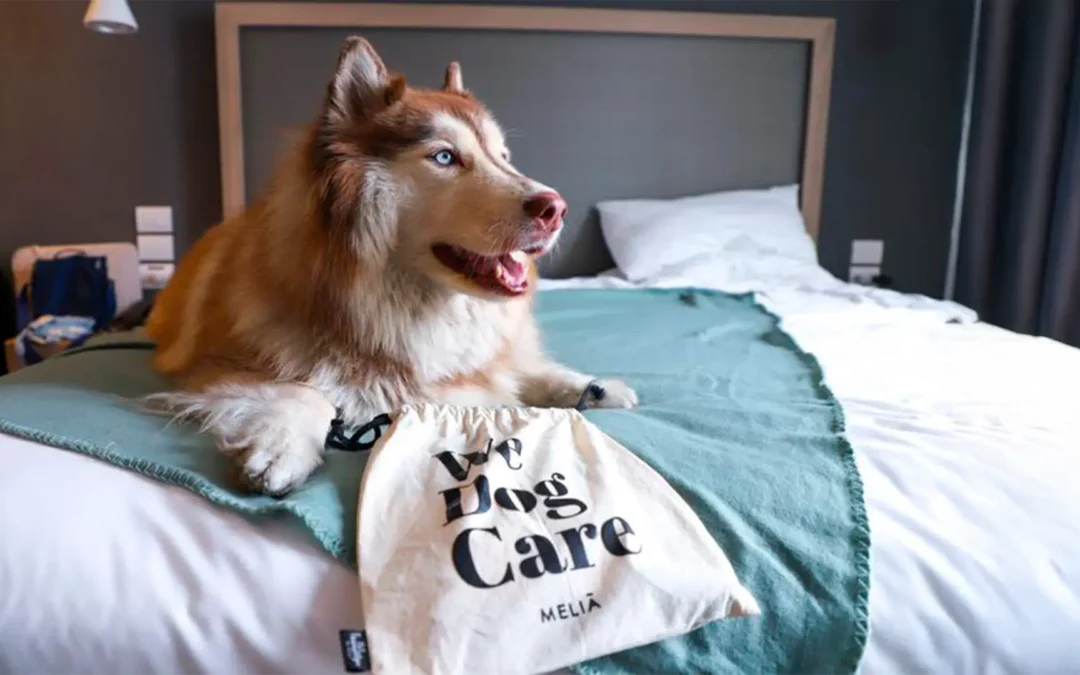 Viaja con tu mascota y descubre Lima