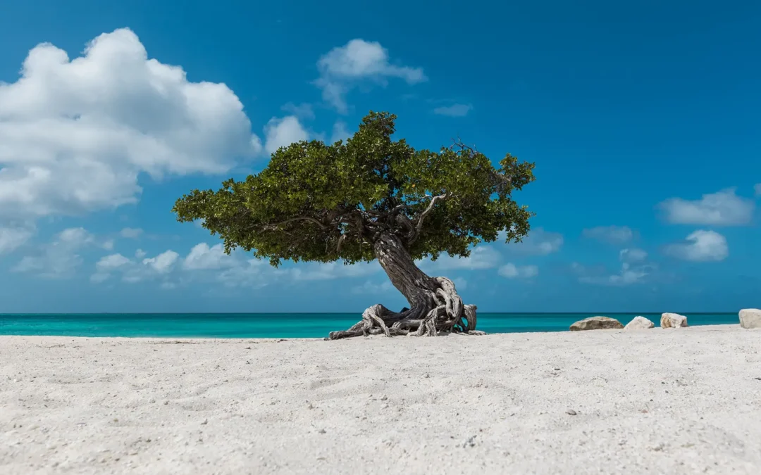 ¿Buscando tu próxima escapada? 5 razones para elegir a Aruba como un destino garantizado este 2026