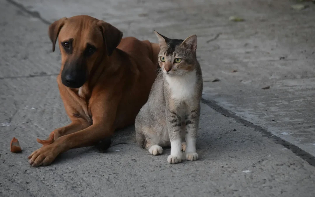 ¿Cuánta agua necesita tu mascota?