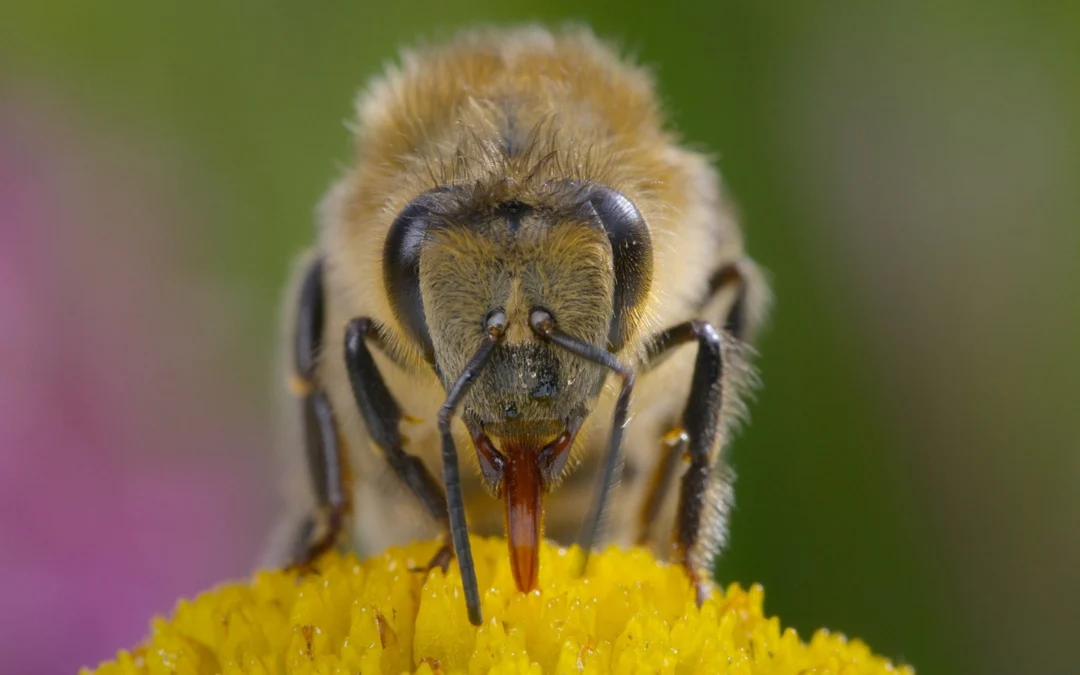 Review de Secretos de las Abejas