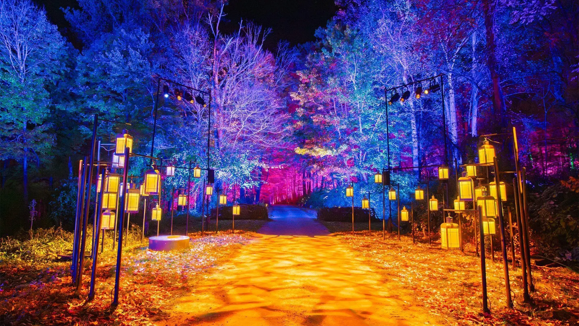 Ya están a la venta las entradas para Harry Potter: La Experiencia del Bosque Prohibido en Santiago