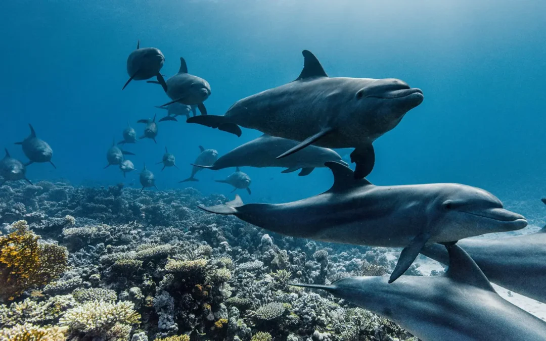 Marcinefest 2026 reveló  su selección oficial y se prepara para inundar Concepción de cine y ciencia