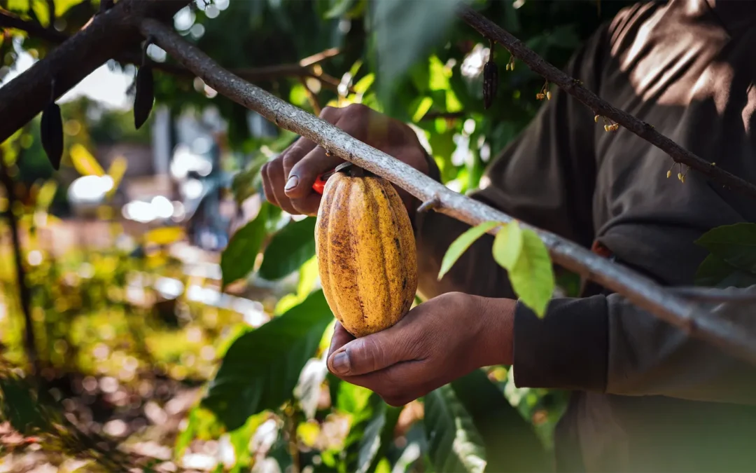 Del cacao al origen, el fenómeno bean to bar transforma la forma de consumir chocolate
