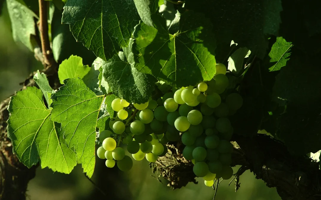 Viñedos Orgánicos Emiliana celebra el Mes de la Tierra demostrando que el futuro del vino es regenerativo-orgánico
