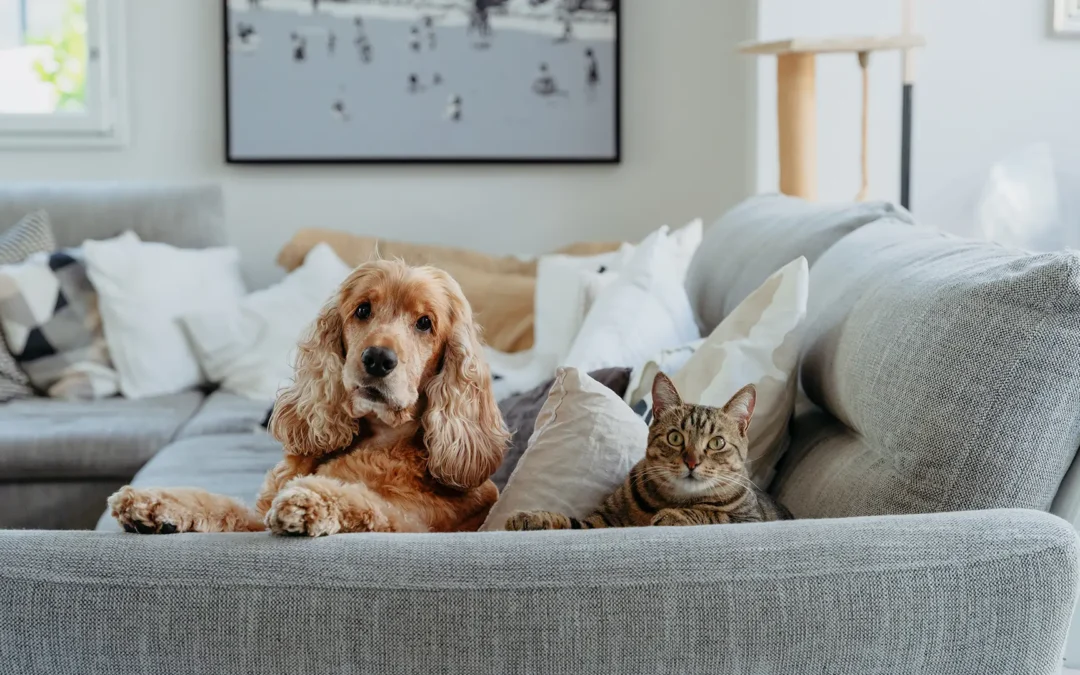 Los perros y gatos no pueden comer huevitos de chocolate