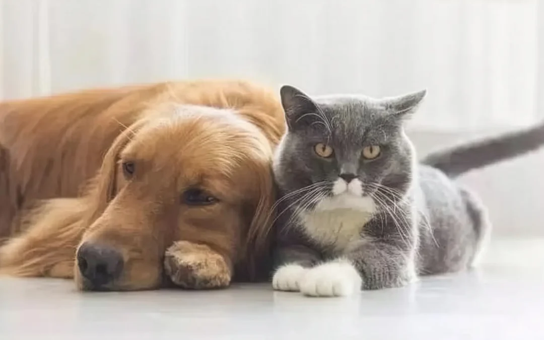 ¡Comenzó el invierno! 7 tips para cuidar la salud de perros y gatos