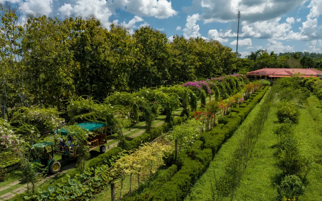 El Sur de Belize: Cacao, Cultura Maya y Playas Paradisíacas en Placencia y Toledo