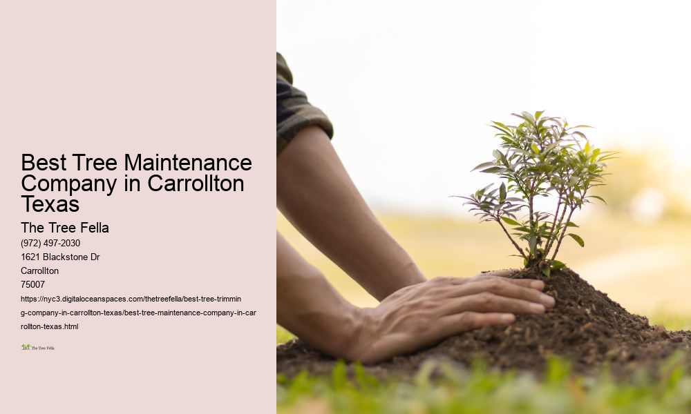 Best Tree Maintenance Company in Carrollton Texas