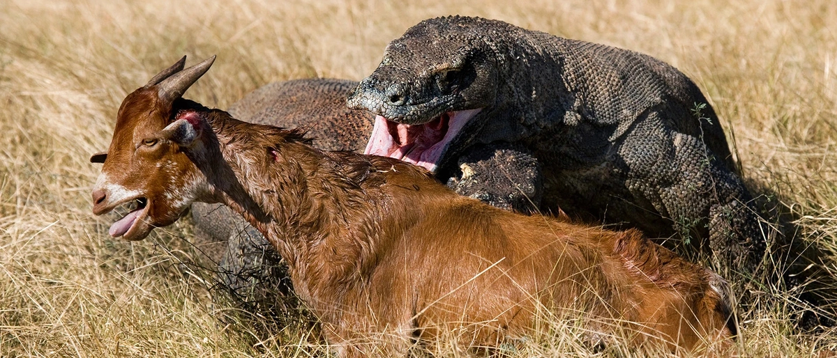 Komodo National Park