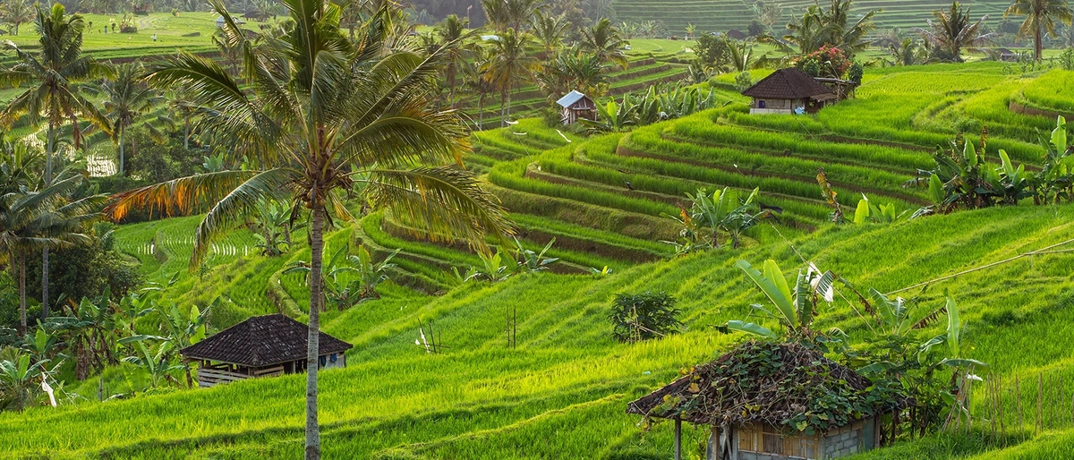 Jatiluwih Rice Fields