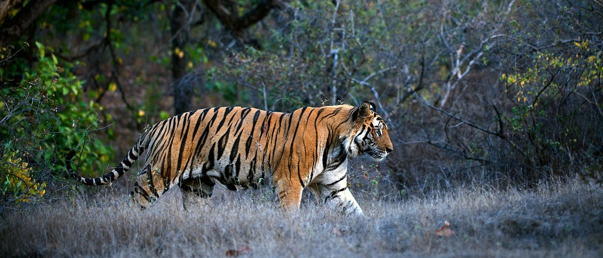 Kanha National Park