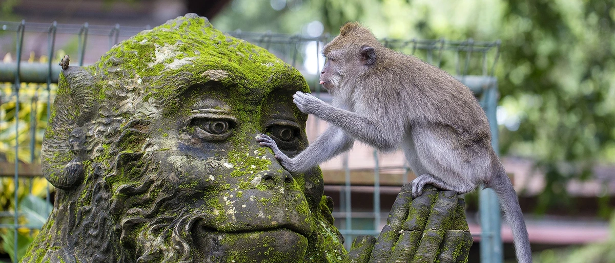 Sacred Monkey Forest Sanctuary