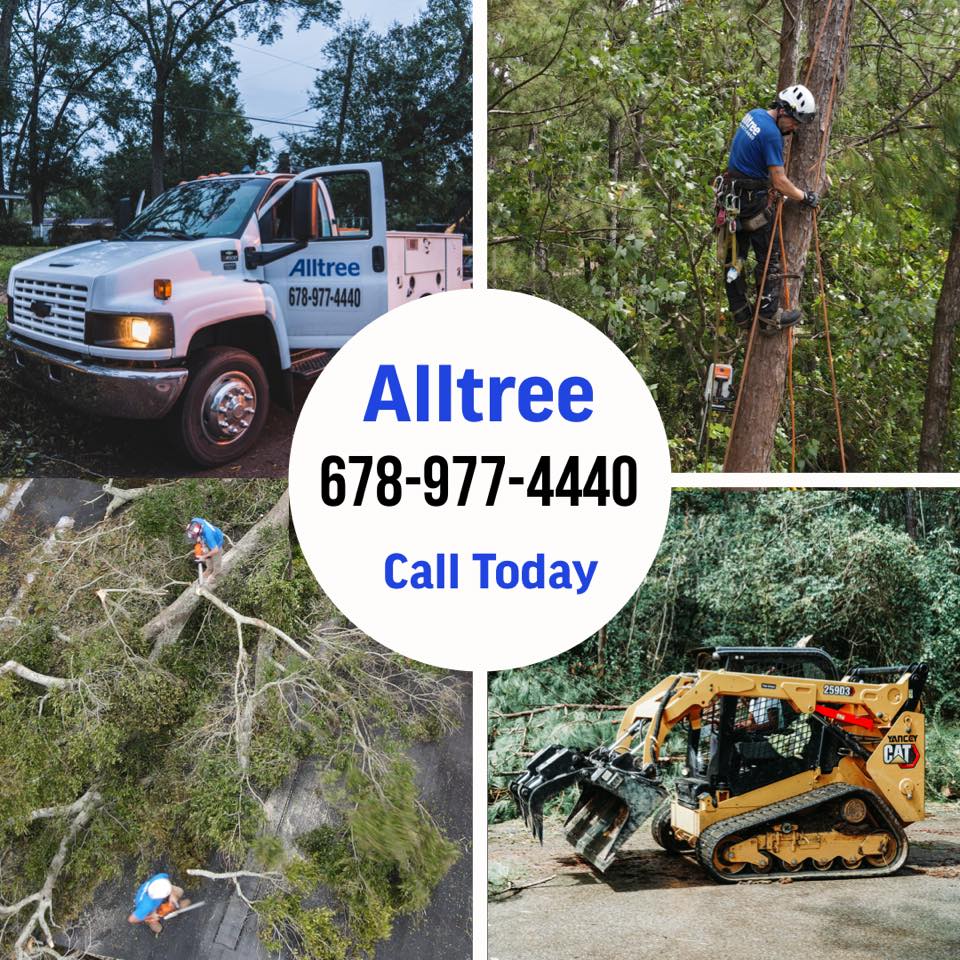 Woodstock Tree Removal-All Tree Services