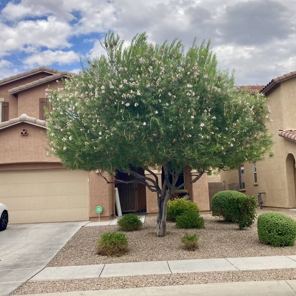 Tucson Landscaping Company Llc