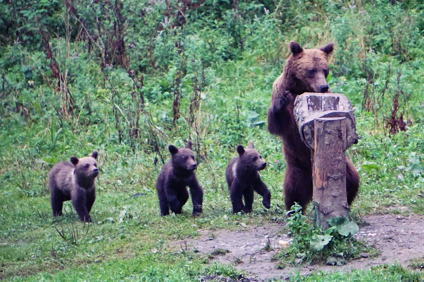 Romanian brown bear behavior