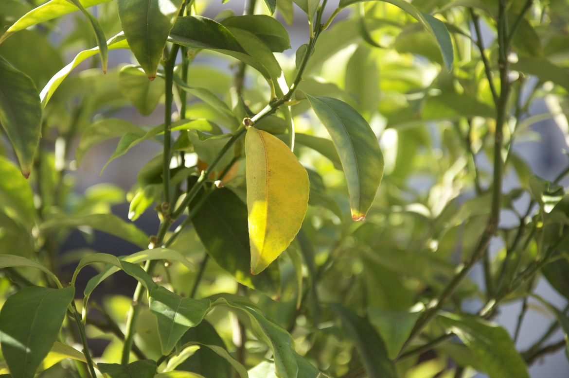 Lemon 2
