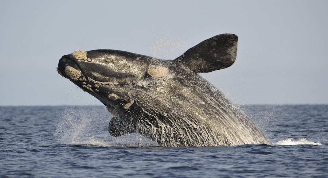 avistaje de ballenas en Puerto Madryn