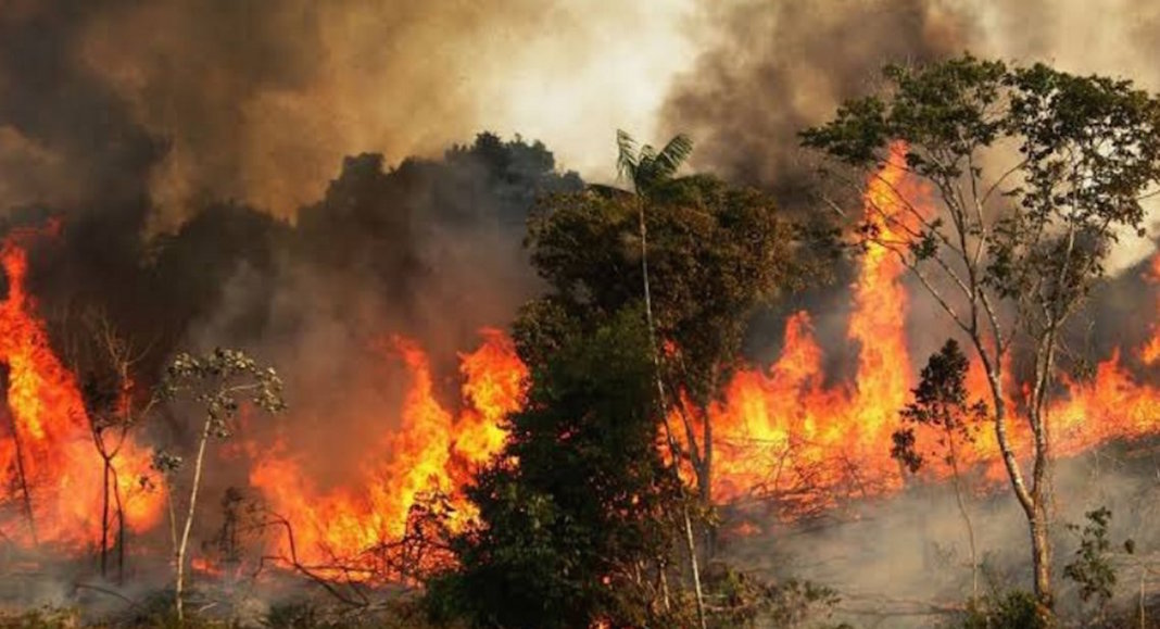 Incendio en El Amazonas