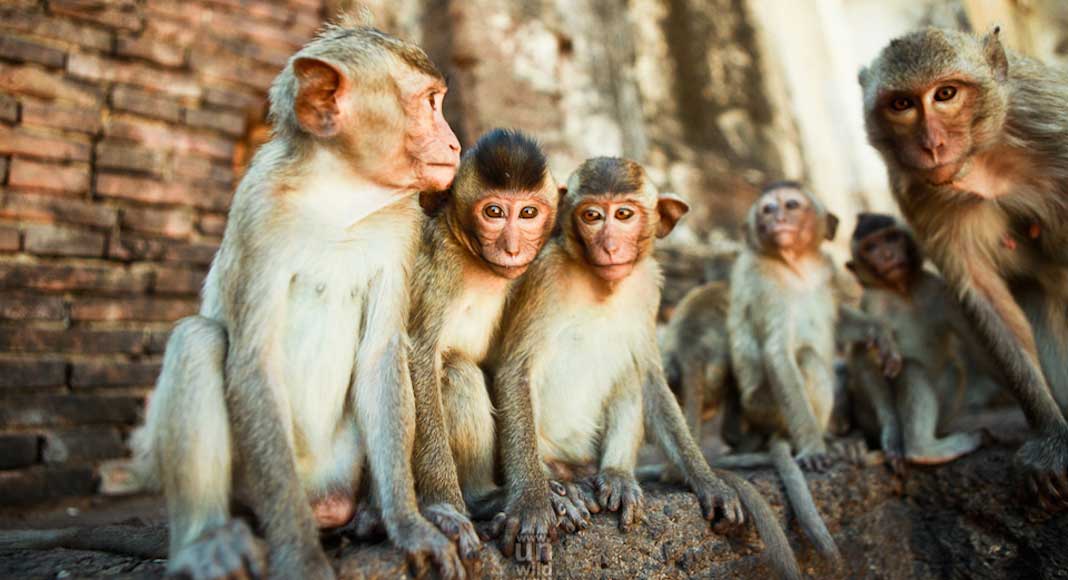 Festival de los monos de Lopburi en Tailandia