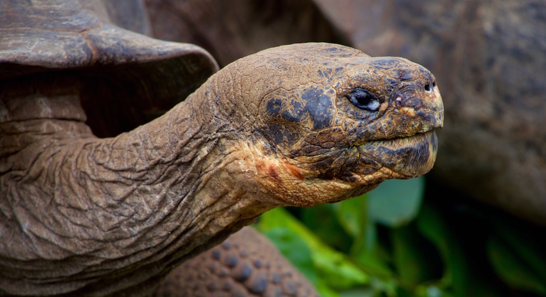 maravillas naturales en extincion