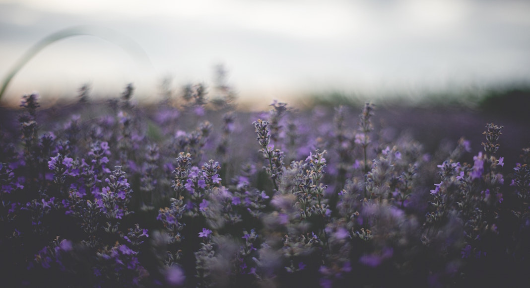 campos de lavanda del mundo que deberías visitar