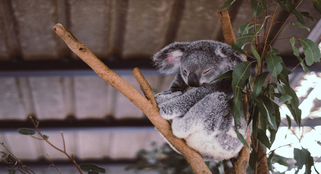 guia para viajar a australia