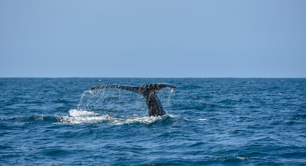 Ballena en Océano. Centro especializado en ciencias oceánicas