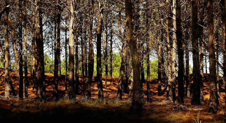 bosque en Mar de las Pampas