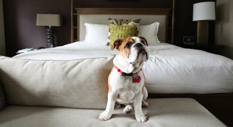 hoteles pet friendly en Buenos Aires