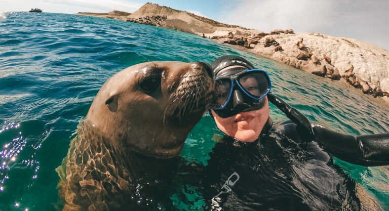 Puerto Madryn snorkeling con lobos portada