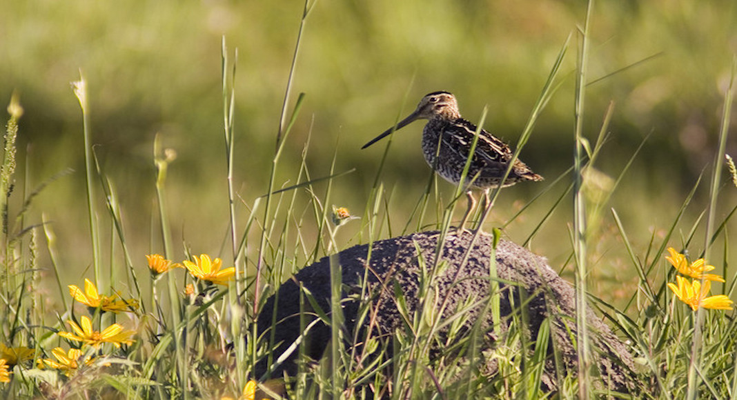 avistaje de aves en Argentina