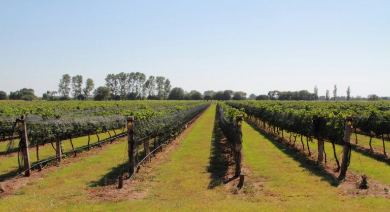 Bodegas para visitar en Córdoba