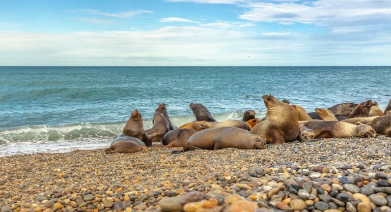 cuándo viajar a Puerto Madryn