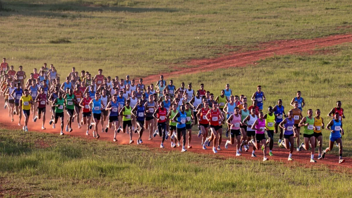 Distance runners racing up a grassy cross country hill in warm winter light