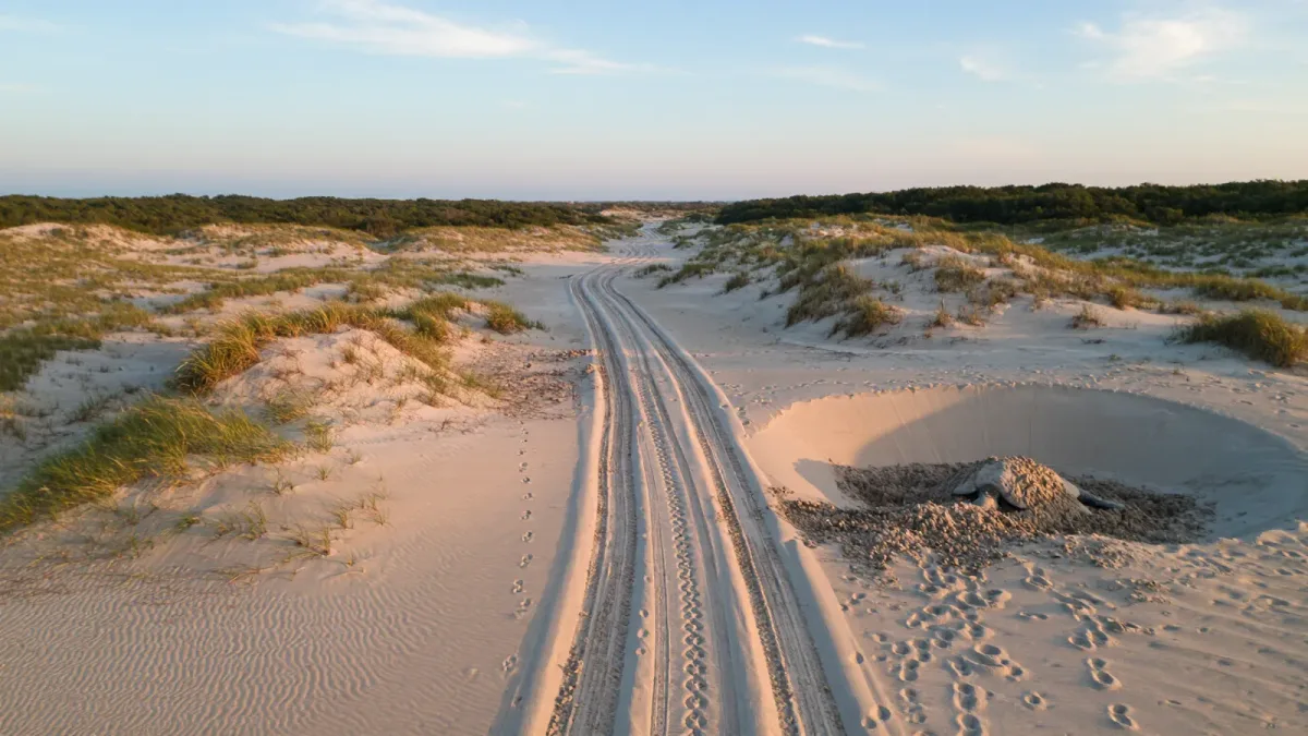 Florida's Leatherback Turtles Just Set a Nesting Record — and Beach Towns Are Adjusting