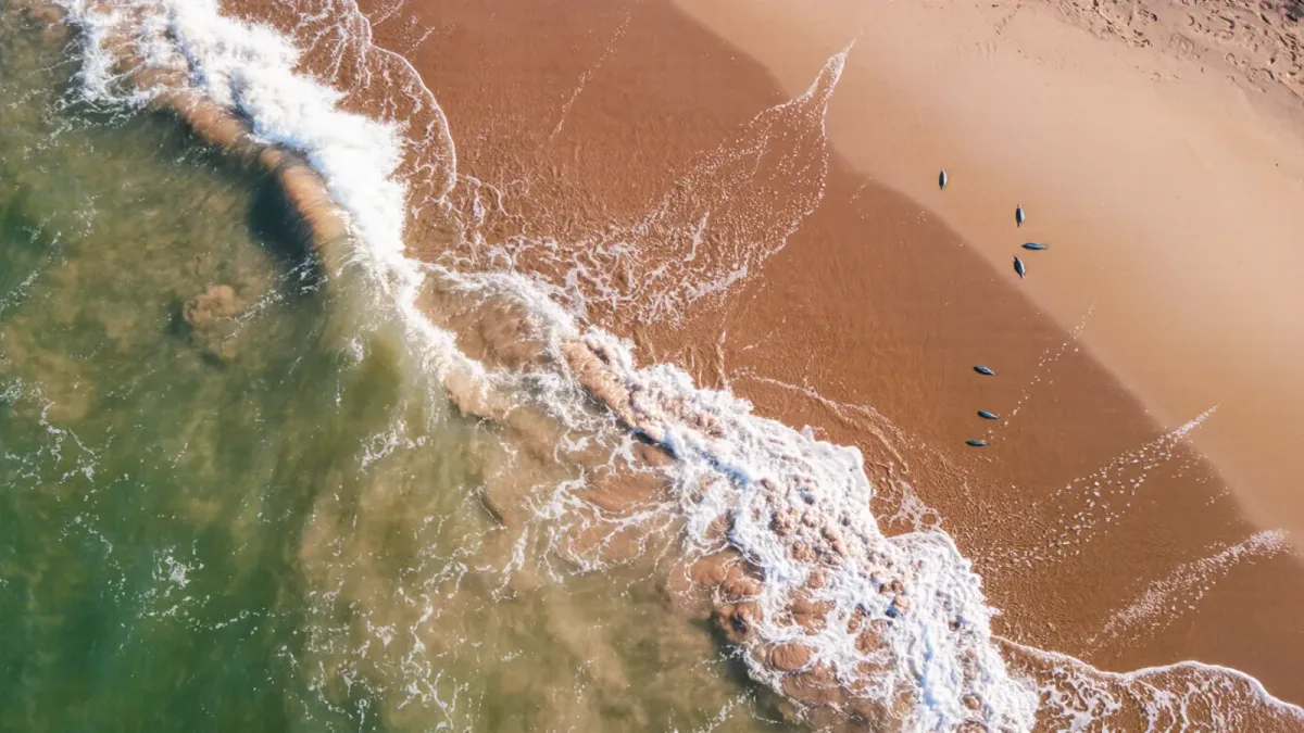 Red Tide and Algae Blooms: How the Seasons Work and How to Check a Beach Before You Go