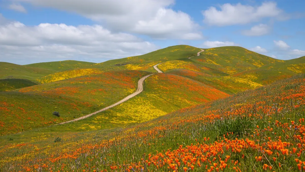 6 US Hikes for Spring Wildflowers, From February Desert Blooms to Alpine July