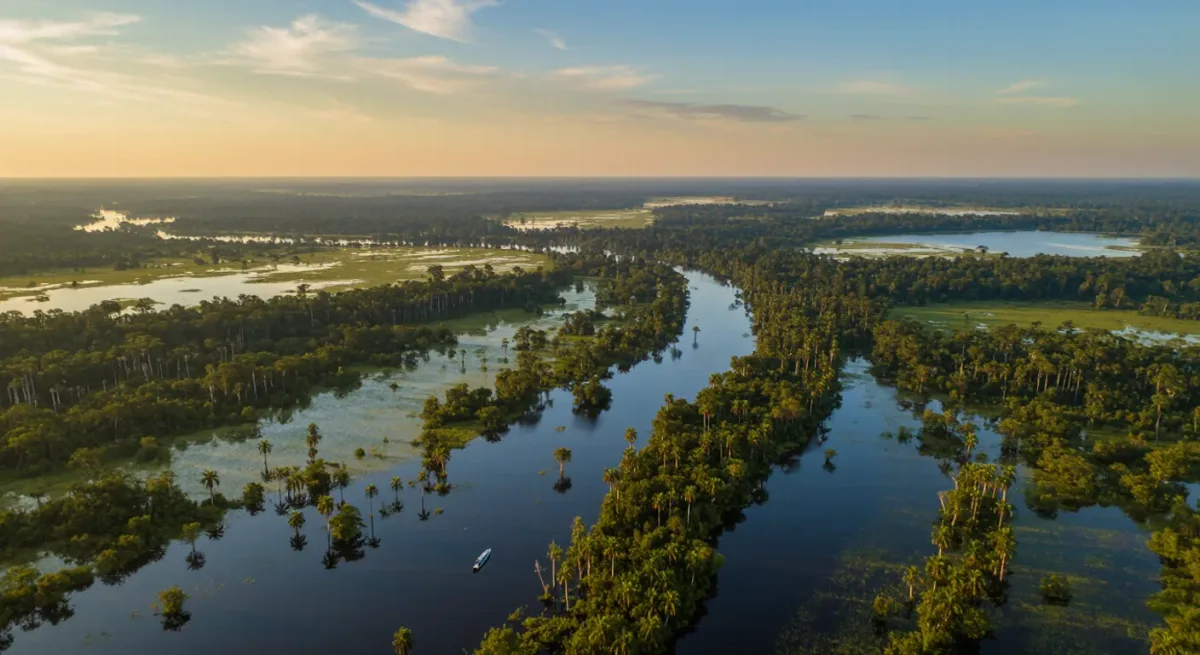Aerial view of Amazon floodplain forest and rivers