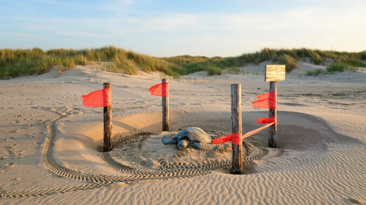 Sea Turtle Nesting Season: The Dates, the Rules, and What a Beach Vacation Changes