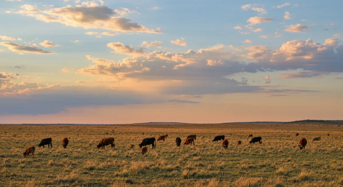 Wide shot of pampas grassland with cattle at sunset