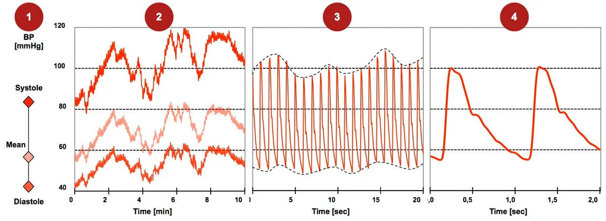 Blood Pressure Categories Explained: When Numbers Mean You Need Action
