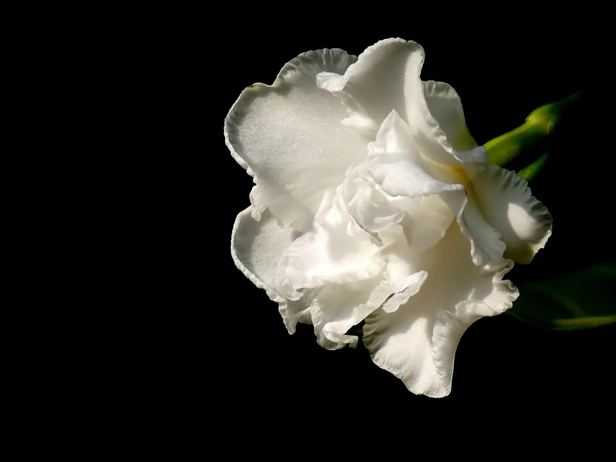Fragrance Families 101: Finding Your Signature Scent