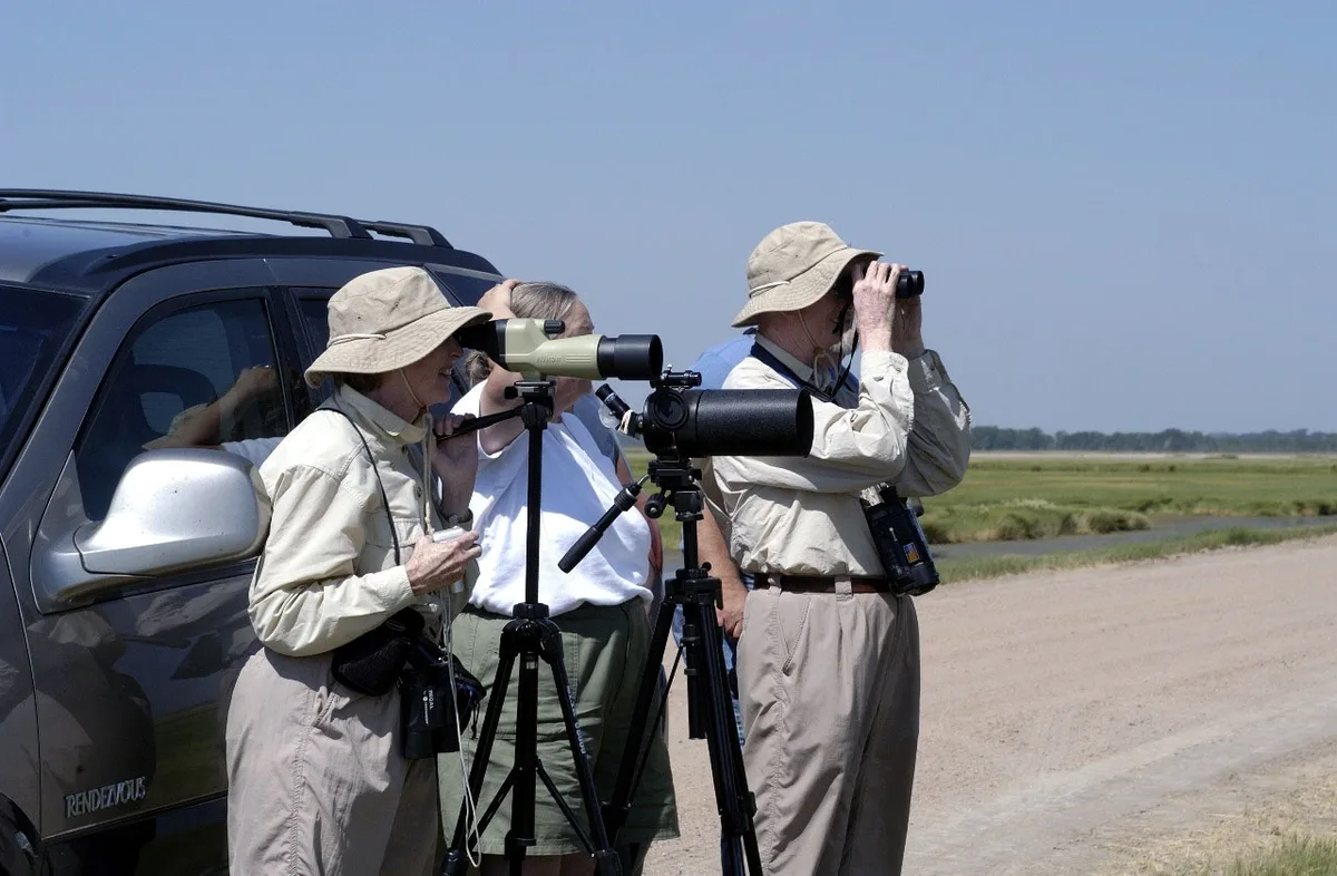 How to Start Birdwatching at the Beach: Shorebirds, Migration Timing, and the Binoculars Worth Buying