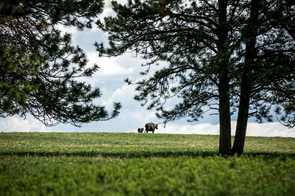 Cow and calf walking across a field on a Montana ranch for sale