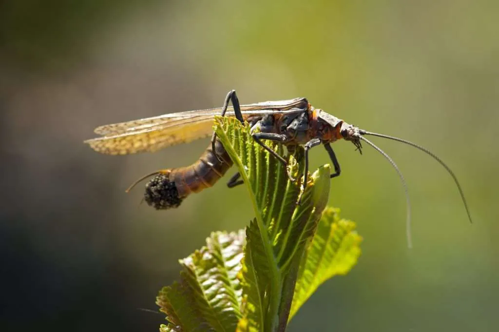 Western Ranch Brokers - Western Ranch Brokers