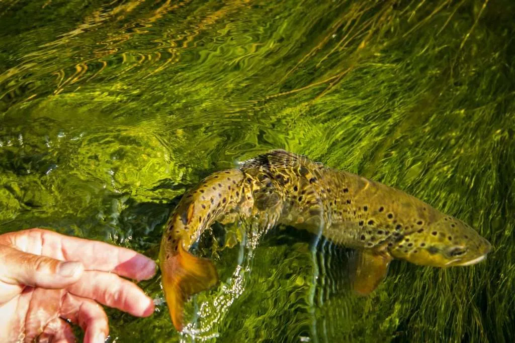 Western Ranch Brokers - Western Ranch Brokers