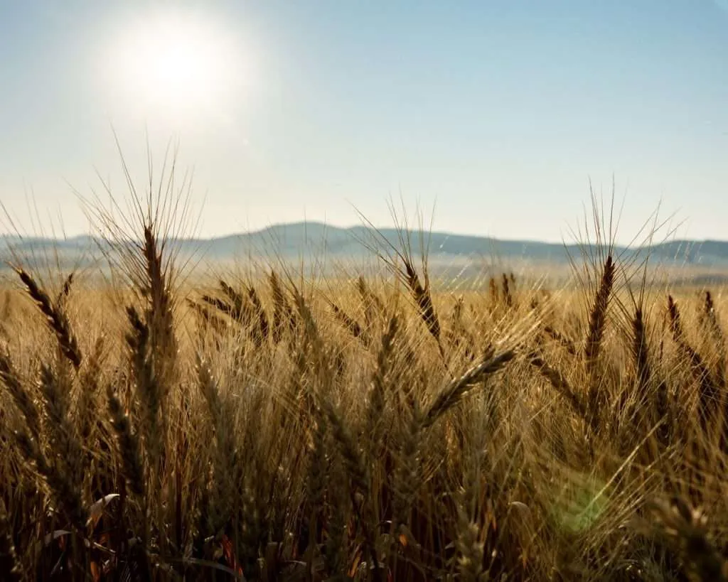 Western Ranch Brokers | Wheat Montana Farms