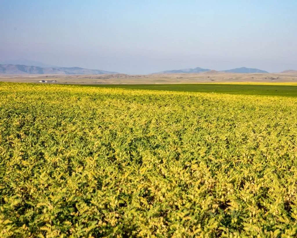 Western Ranch Brokers | Wheat Montana Farms